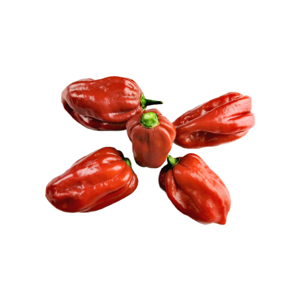 Świeża papryka habanero - SIGMA FRESH