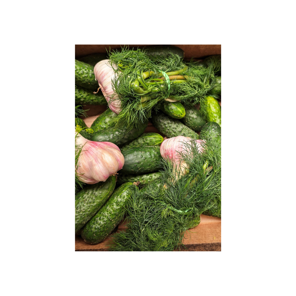 Świeży zestaw do kiszenia ogórków - SIGMA FRESH